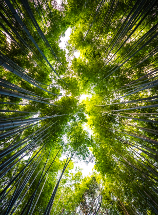 beautiful landscape bamboo grove forest arashiyama kyoto 1 2